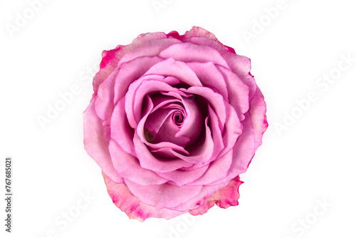 Pink rose isolated on the w...