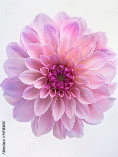 A close up of a pink flower with a white background. The flower is the main focus of the image and it is a dahlia. The flower is surrounded by a white background  which makes it stand out even more