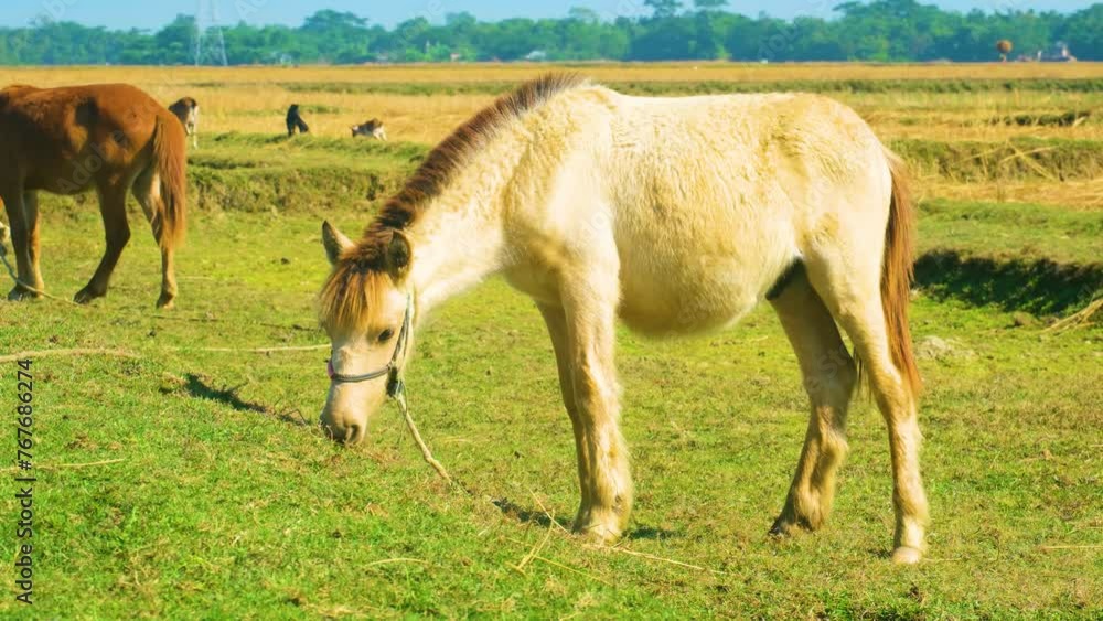 Grazing Rajshahi Pony On A Farmland In Bangladesh, Asia. Static Shot Grazing Rajshahi Pony On A Farmland In Bangladesh, Asia. Static Shot