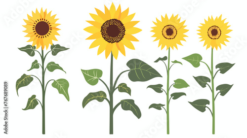Fototapeta Naklejka Na Ścianę i Meble -  Sunflowers Flat vector isolated on white background 