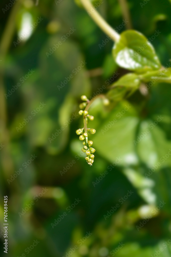 Obraz premium Black bryony flower buds