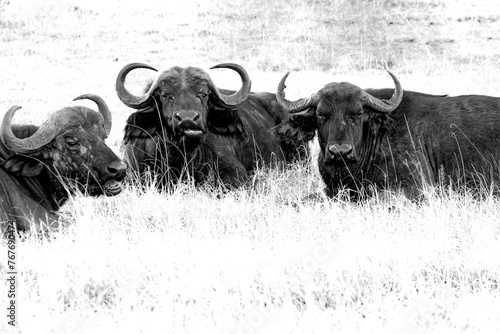 Wild life sceene, three buffalos in black and white photo