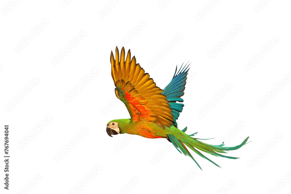 Colorful flying Chestgold Macaw parrot isolated on transparent background. Chestnut-Fronted Macaw mated with Blue And Gold Macaw.	