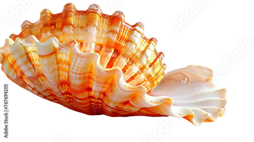 Orange Seashell on Transparent Background PNG © MatPhoto