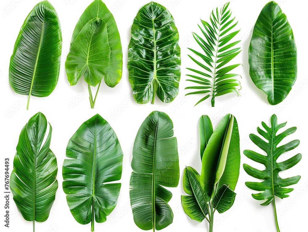 A collection of green leaves with varying shapes and sizes. The leaves are arranged in a row, with some overlapping and others standing alone. Scene is one of natural beauty and tranquility A collection of green leaves with varying shapes and sizes. The leaves are arranged in a row, with some overlapping and others standing alone. Scene is one of natural beauty and tranquility