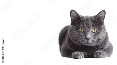 Gray Cat on Transparent Background PNG © MatPhoto