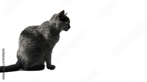 Gray Cat on Transparent Background PNG © MatPhoto
