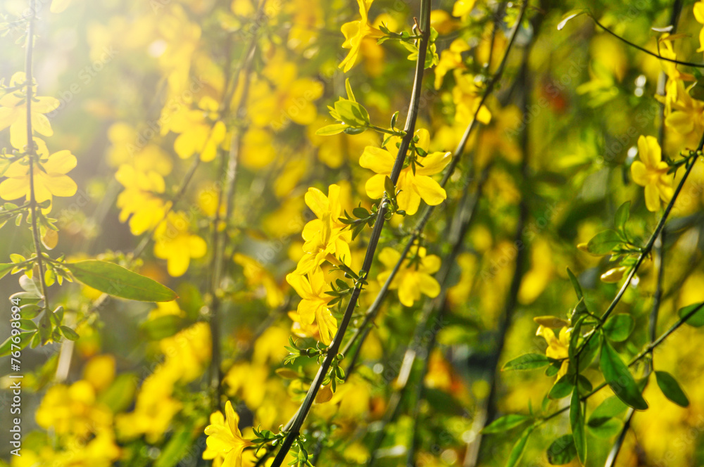 Obraz premium yellow flowers in spring