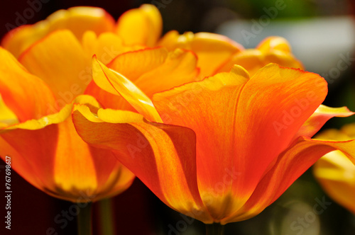 blossoming tulips in spring