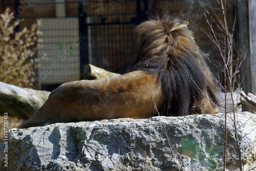 Foto the back of a lion