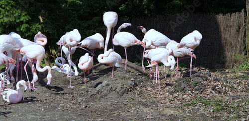 flamingos