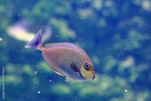 exotic fish in an aquarium © Konrad_elx