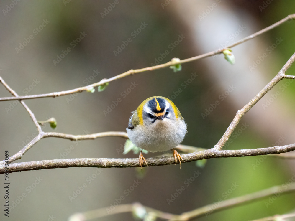 Fototapeta premium Sommergoldhähnchen (Regulus ignicapilla)