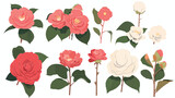 Vector of camellia flowers collection. flat vector 