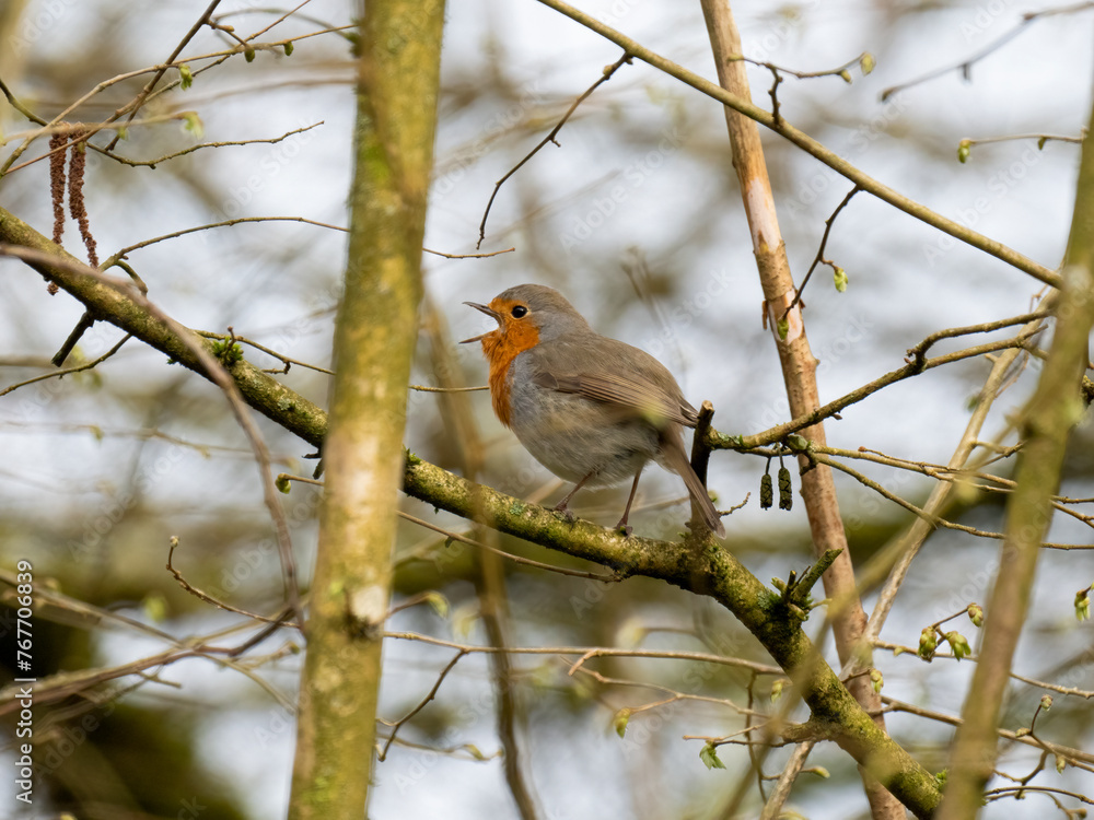 Rotkehlchen (Erithacus rubecula) Rotkehlchen (Erithacus rubecula)