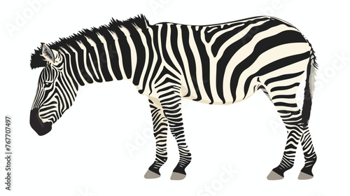 Zebra isolated on white background flat vector 