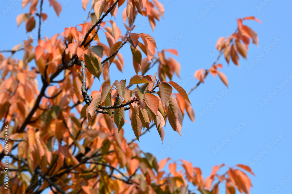 Japanese flowering cherry Kanzan branches in autumn Japanese flowering cherry Kanzan branches in autumn