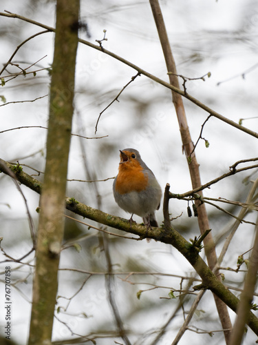 Rotkehlchen (Erithacus rubecula)