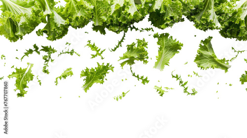 Fresh green lettuce leaf pattern isolated on transparent background