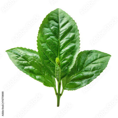 Green tea leaf on transparent background