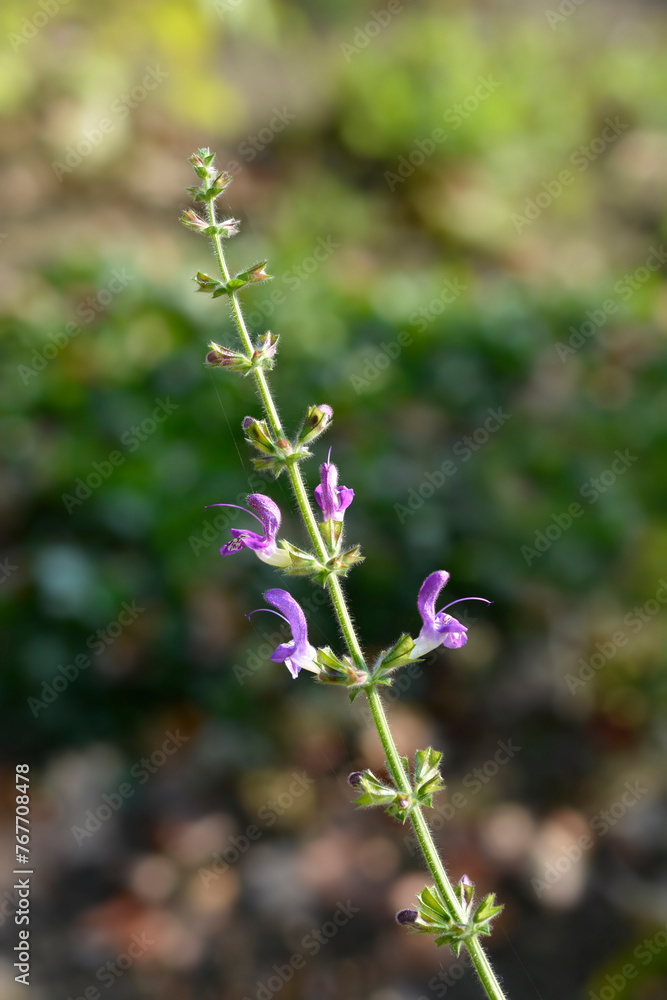 Indigo woodland sage flower Indigo woodland sage flower
