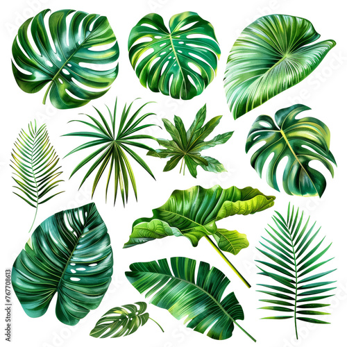 Natural of Beautiful Tropical green leaves isolated on Transparent Background