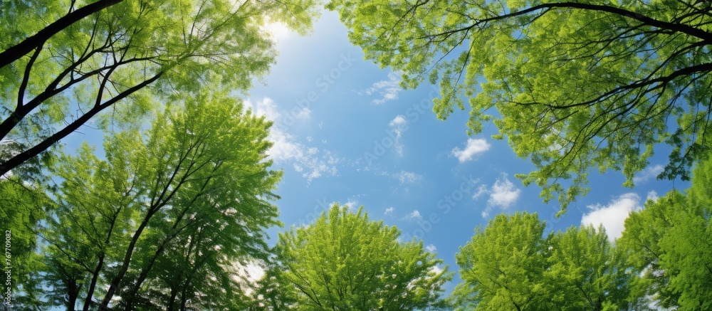 Fototapeta premium Lush Green Trees and Clear Blue Sky Background