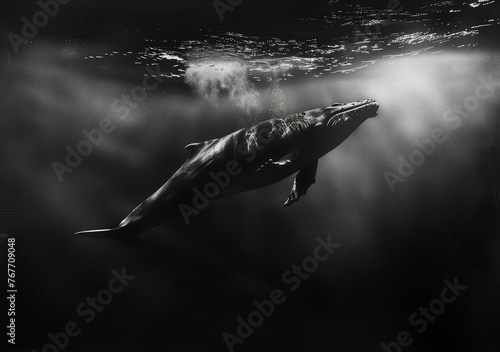 Dynamic Dive: Freeze-frame the moment when the whale dives into the depths, showcasing the contrast between the shimmering surface and the dark, mysterious depths below.