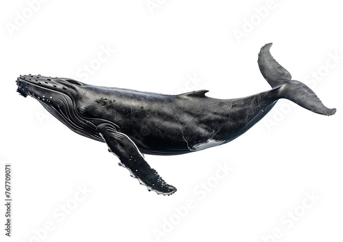 Majestic Humpback: Humpback Whale Against an Isolated White Background © Teerasak