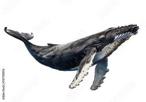 Majestic Humpback: Humpback Whale Against an Isolated White Background