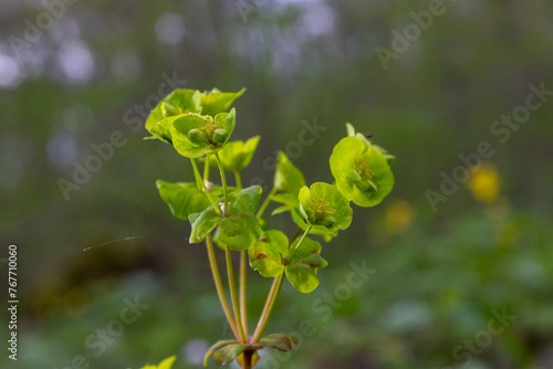 Close up of the yellow flowers of Cypress spurge Euphorbia cyparissias or leafy spurge Euphorbia esula photo