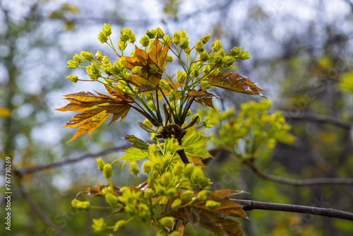 The maple Acer platanoides blooms before the leaves bloom. Yellow, fragrant maple flowers, blurred, natural background photo