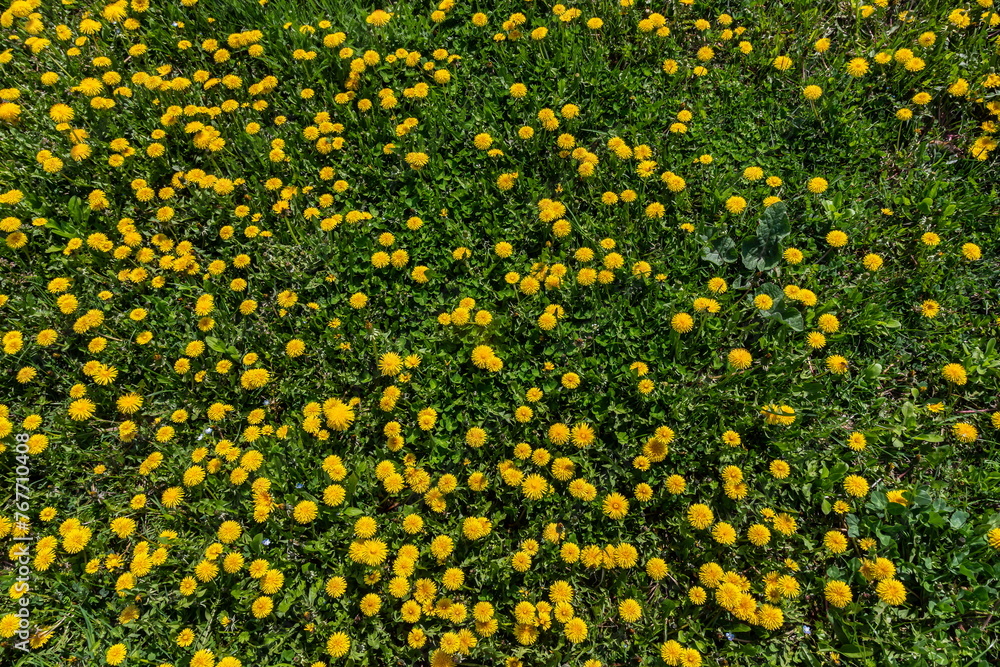 Field of blooming yellow dandelion flowers Taraxacum Officinale in park on spring time. A green meadow in the background. Place for subtitles. Medical herb and food ingredient