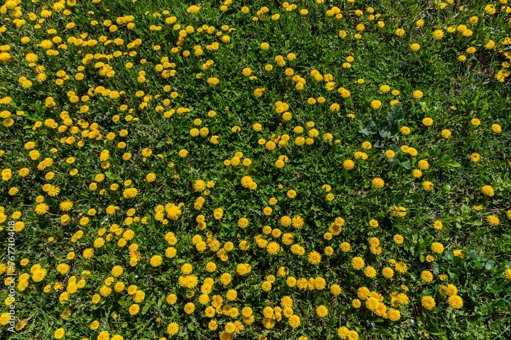 Field of blooming yellow dandelion flowers Taraxacum Officinale in park on spring time. A green meadow in the background. Place for subtitles. Medical herb and food ingredient Field of blooming yellow dandelion flowers Taraxacum Officinale in park on spring time. A green meadow in the background. Place for subtitles. Medical herb and food ingredient
