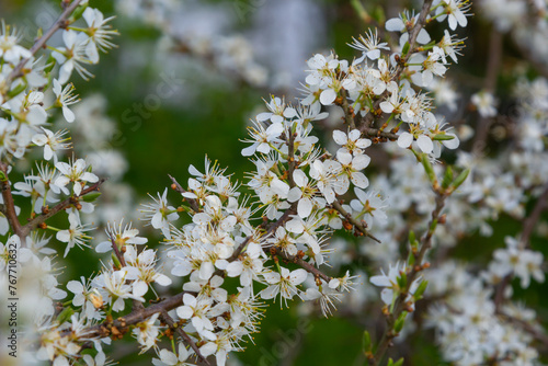 Prunus spinosa, Sloe white flowers in spring. Wild plant from the Rosaceae family witch produces edible berries in late autumn