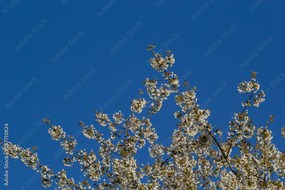 Selective focus of beautiful branches of cherry blossoms on the tree under blue sky, Beautiful Sakura flowers during spring season in the park, Floral pattern texture, Nature background Selective focus of beautiful branches of cherry blossoms on the tree under blue sky, Beautiful Sakura flowers during spring season in the park, Floral pattern texture, Nature background