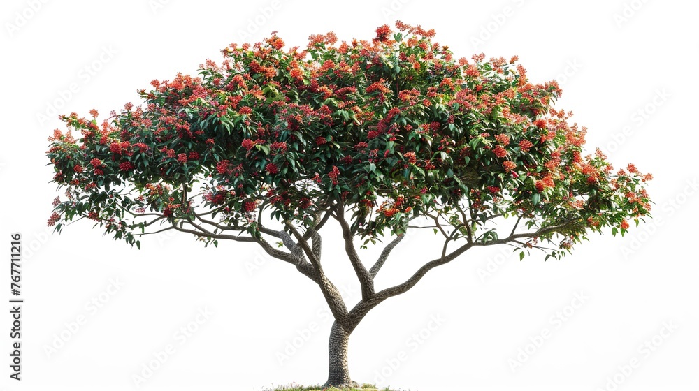 A large tree with red flowers is standing alone on a white background. The tree is the main focus of the image, and its size and color make it stand out against the white background