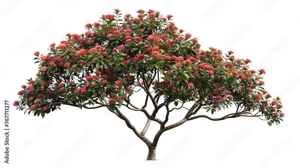 A large tree with red flowers blooming on it. The tree is the main focus of the image and it is surrounded by a white background. The red flowers give the image a vibrant and lively feel