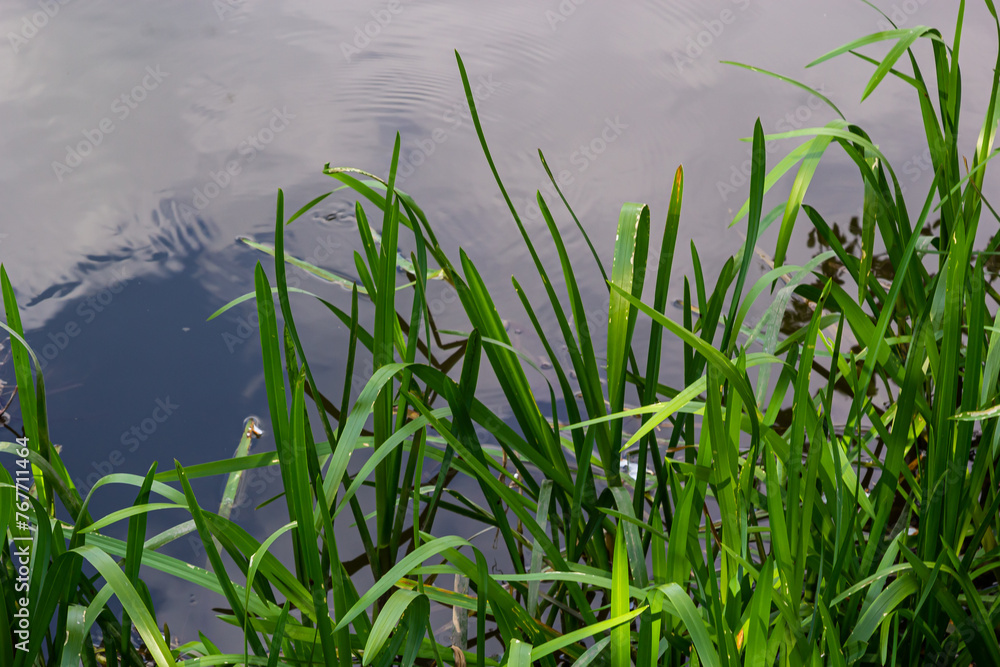 Water plants corn dog grass beside the river. Typha latifolia is also known as reed flower bulrush Water plants corn dog grass beside the river. Typha latifolia is also known as reed flower bulrush