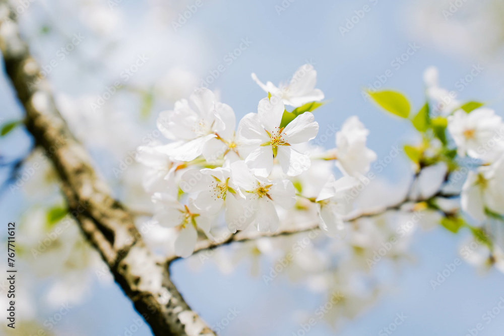 Branch of blooming cherry blossom flower with copy space. Outdoor shot filled with beautiful cherry blossoms in their soft white tones.