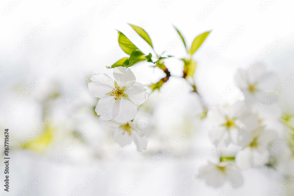 Branch of blooming cherry blossom flower with copy space. Outdoor shot filled with beautiful cherry blossoms in their soft white tones. Branch of blooming cherry blossom flower with copy space. Outdoor shot filled with beautiful cherry blossoms in their soft white tones.
