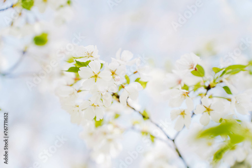 Branch of blooming cherry blossom flower with copy space. Outdoor shot filled with beautiful cherry blossoms in their soft white tones. © Sopear