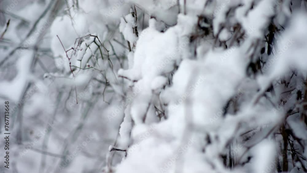 Close-up of freshly covered snowy branches Close-up of freshly covered snowy branches