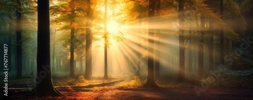 autumn forest in sunset color and sunny beams