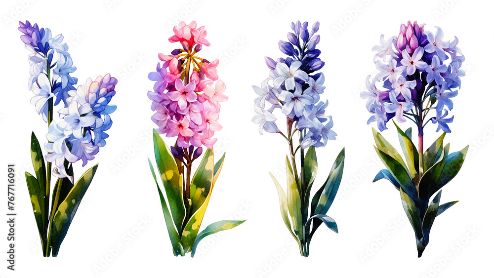 Watercolor of flowers hyacinth collection. It's perfect for cards, patterns, flowers compositions, frames, wedding cards and invitations. Hand painted. Watercolor of flowers hyacinth collection. It's perfect for cards, patterns, flowers compositions, frames, wedding cards and invitations. Hand painted.