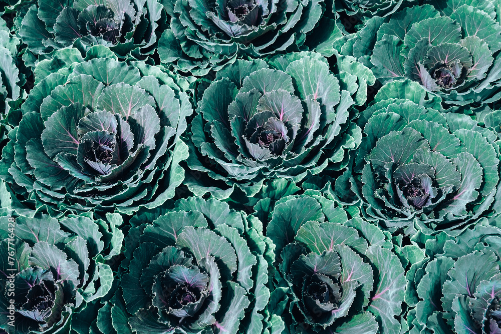 Obraz premium Patch of ornamental winter flowering kale or flowering cabbage.