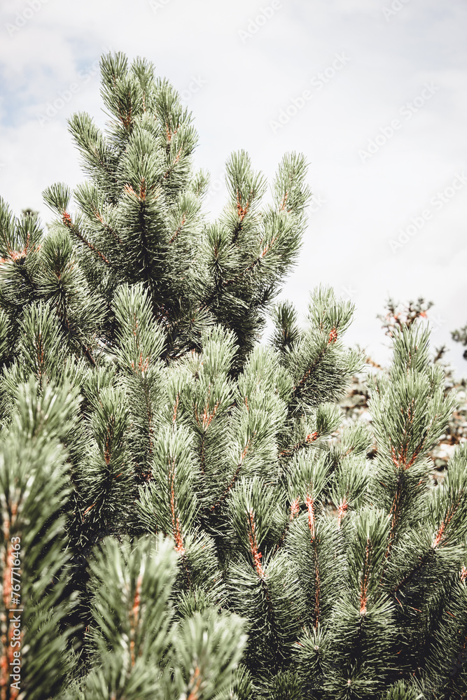 Christmas fir tree branches Background. Copy space. Christmas fir tree branches Background. Copy space.