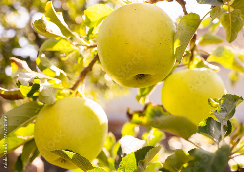 yellow apples in a tree during autumn