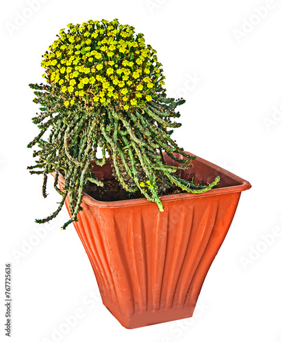 Succulent with whit flowers isolated on white background
