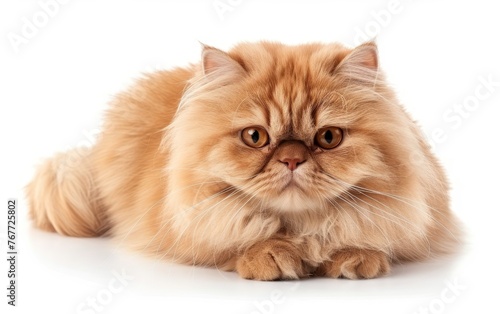 A fluffy Persian cat with a golden coat, lying gracefully, isolated on a white background.
